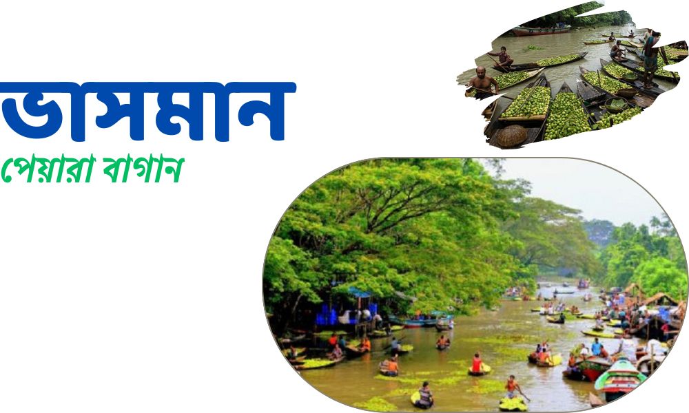 ভাসমান পেয়ারা বাগান