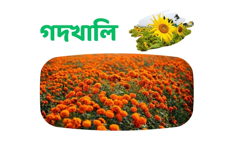 গদখালী