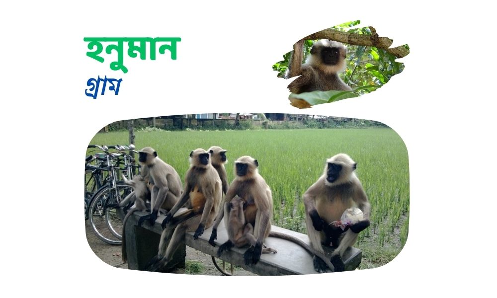 হনুমান গ্রাম