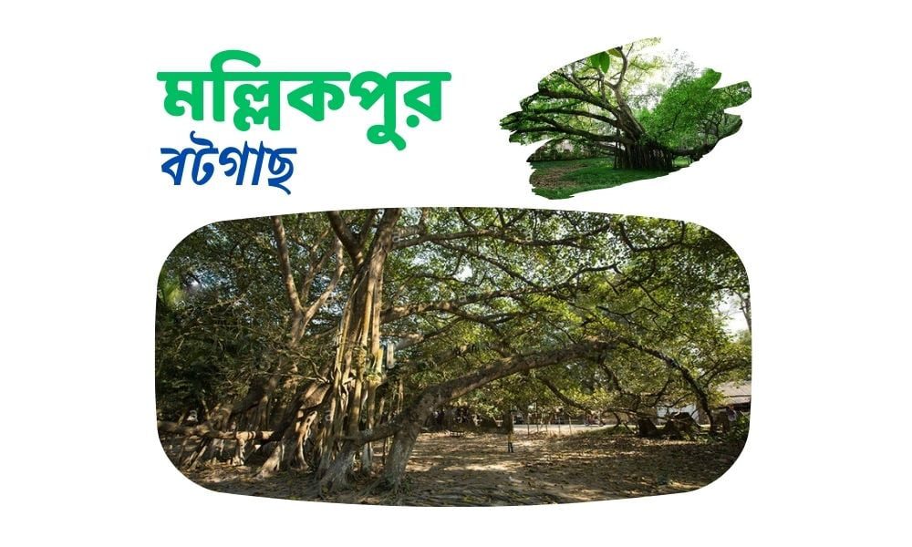 মল্লিকপুর বটগাছ
