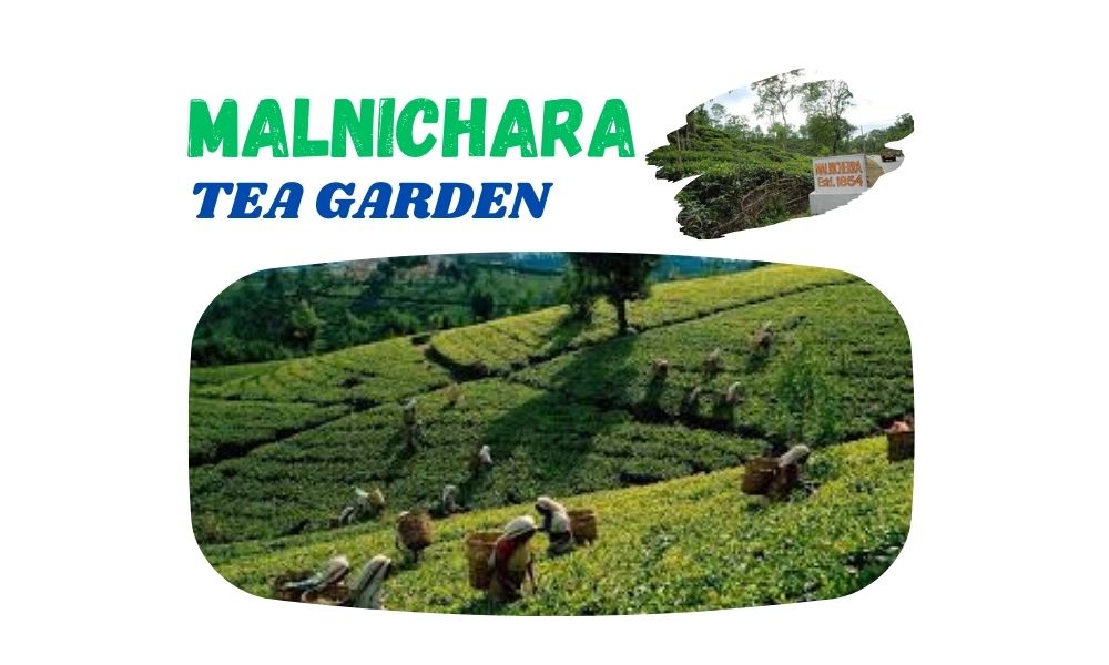 Malnicherra Tea Garden