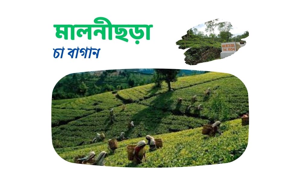 মালনীছড়া চা বাগান